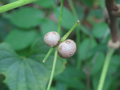 Dioscorea polystachya