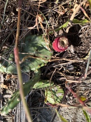 Opuntia cespitosa