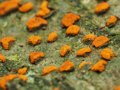 Amphilogia gyrosa