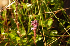 Carphephorus paniculatus