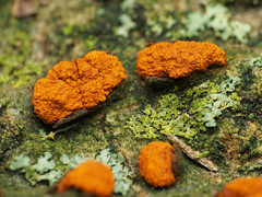 Amphilogia gyrosa