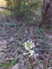 Stackhousia monogyna