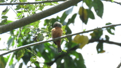 Sporophila minuta