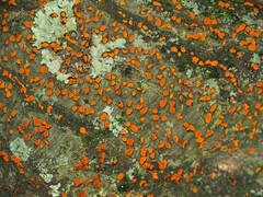 Amphilogia gyrosa