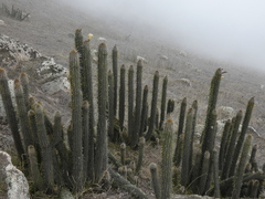 Haageocereus acranthus