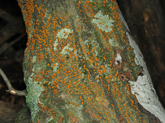 Amphilogia gyrosa