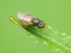 Chloropidae
