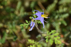 Solanum citrullifolium