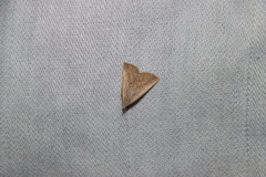 Macrochilo louisiana