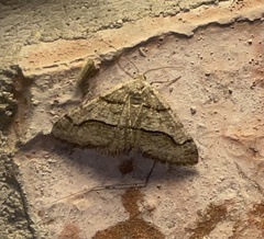 Digrammia continuata