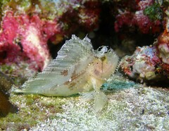 Taenianotus triacanthus