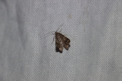 Macaria pinistrobata