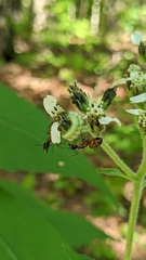 Camponotus americanus