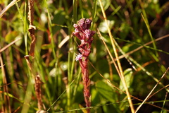 Carphephorus paniculatus