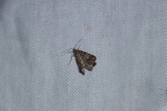 Macaria pinistrobata