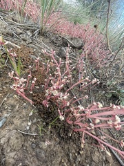 Portulaca halimoides