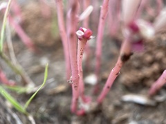 Portulaca halimoides
