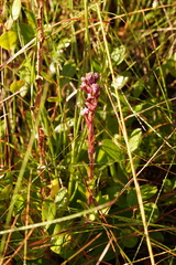 Carphephorus paniculatus