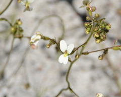 Stylidium piliferum