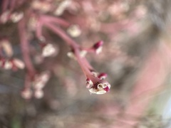 Portulaca halimoides