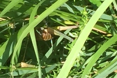 Pholidoptera griseoaptera