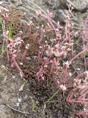 Portulaca halimoides