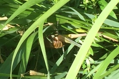 Pholidoptera griseoaptera