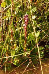 Carphephorus paniculatus