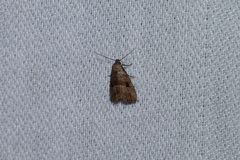 Hypenodes franclemonti