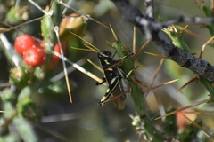 Schistocerca albolineata