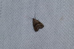 Hypenodes franclemonti