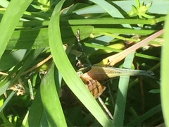 Pholidoptera griseoaptera