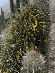 Haageocereus acranthus