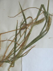 Elymus virginicus virginicus