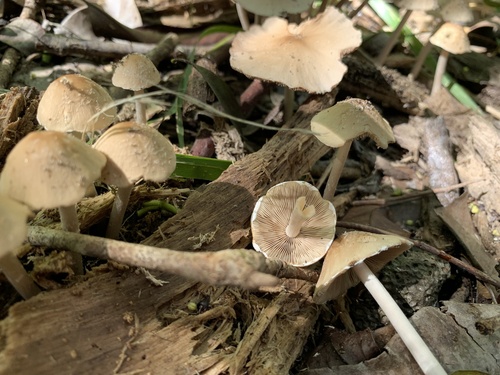 Candolleomyces candolleanus observed 2022-09-27