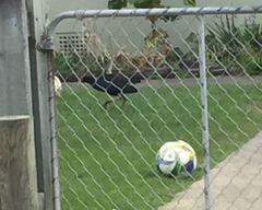 Porphyrio melanotus melanotus