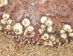 Balanus crenatus