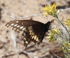 Papilio polyxenes