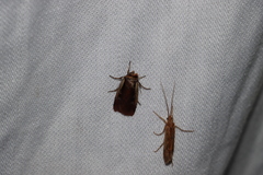Ochropleura implecta