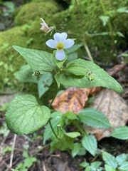 Viola canadensis