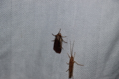 Ochropleura implecta
