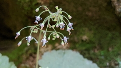 Heuchera parviflora