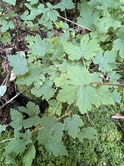 Ribes americanum
