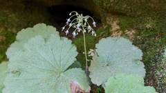 Heuchera parviflora