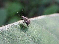 Proboscidocoris varicornis