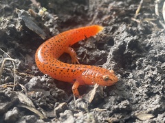 Pseudotriton ruber ruber