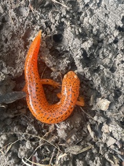 Pseudotriton ruber ruber