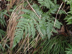 Dryopteris