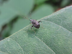 Proboscidocoris varicornis