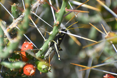 Schistocerca albolineata